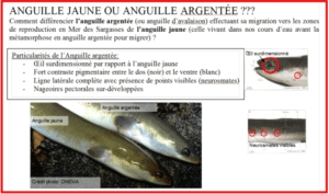 anguille