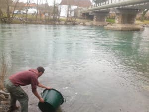 Alevinage sur le Saison en aval du pont de Rivareyte